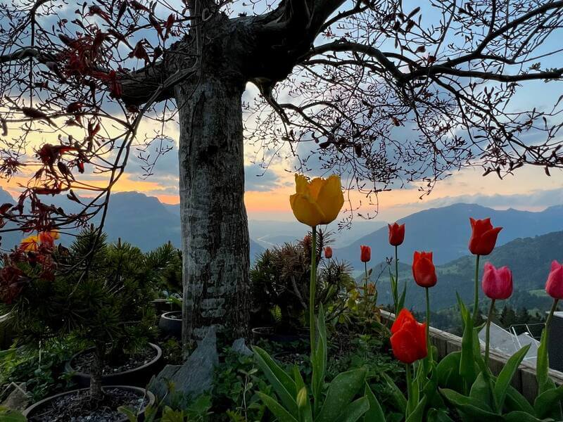 Fruehling Fronalp