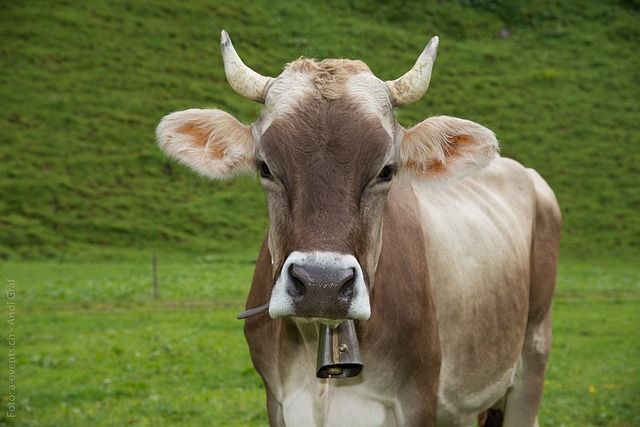Lokalität mieten im Glarnerland