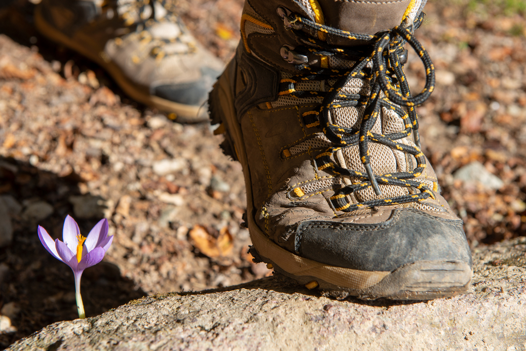 Wandern auf der Fronalp Haus mieten - unvergessliche Fronalp Wanderungen