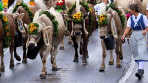 Blumengeschmückte Kühe mit Sonnenblumen-Kopfschmuck und Glocken beim Alpabzug im Glarnerland