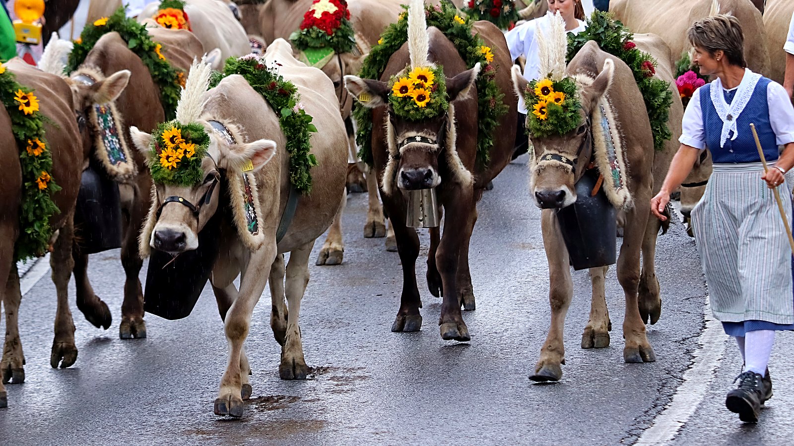 Blumengeschmückte Kühe mit Sonnenblumen-Kopfschmuck und Glocken beim Alpabzug im Glarnerland